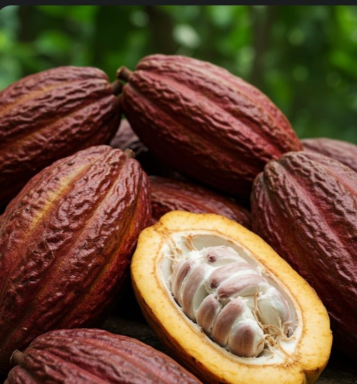 Cacao Seed 