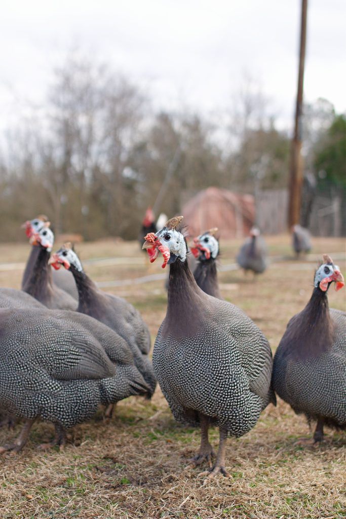 Guinea Fowl