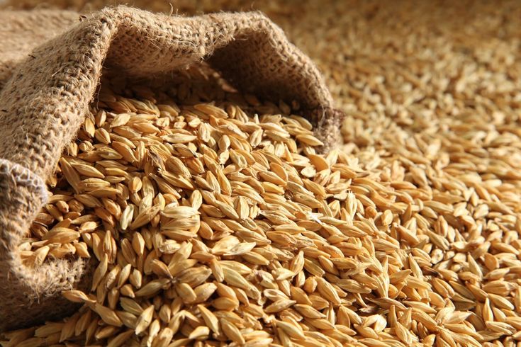 Malting Barley