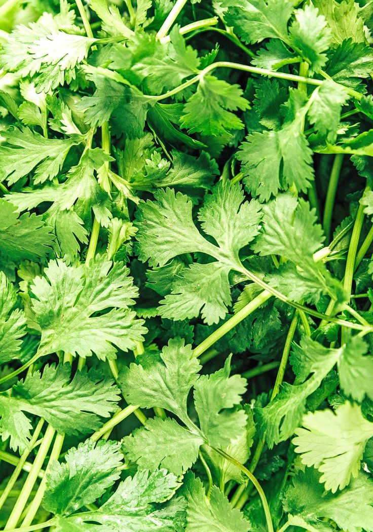  Organic coriander 