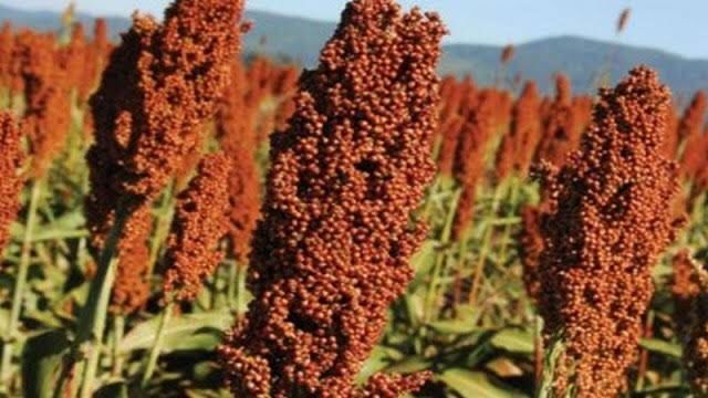 Red Sorghum