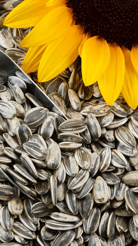 Sunflower Seeds