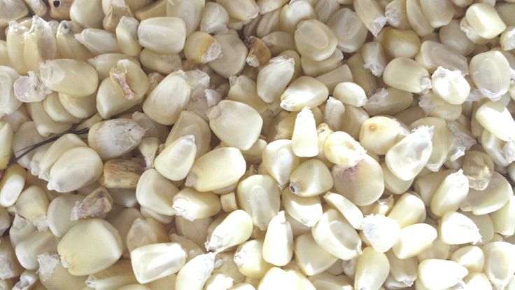 White Maize Grain