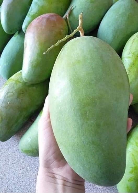 Apple Mangoes