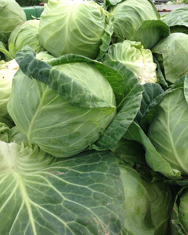 Green Cabbage