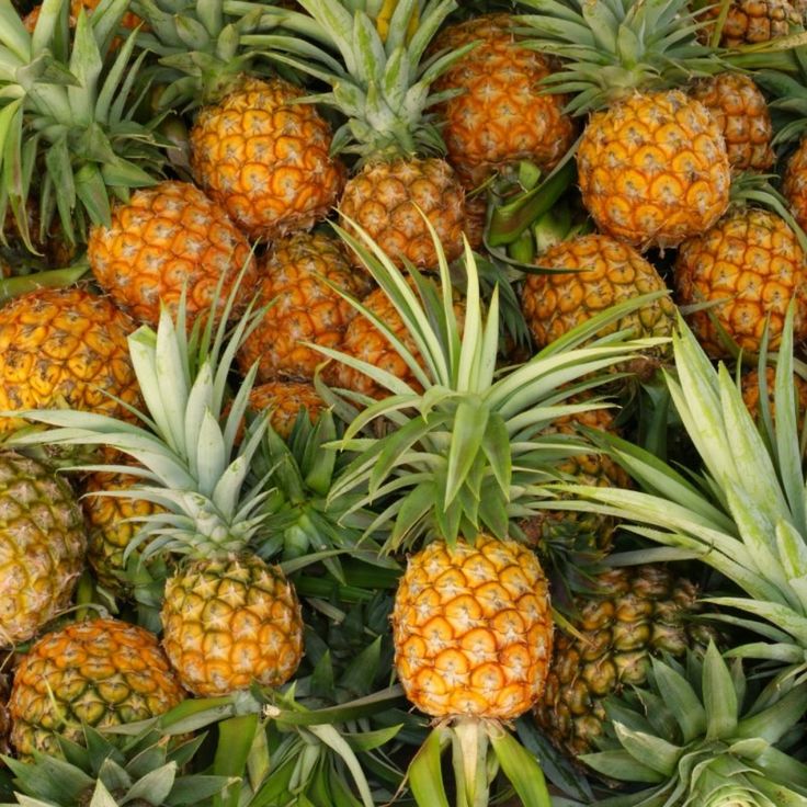 Smooth Cayenne Pineapples