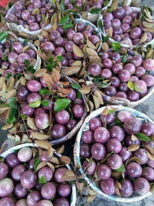 Purple Passion Fruits