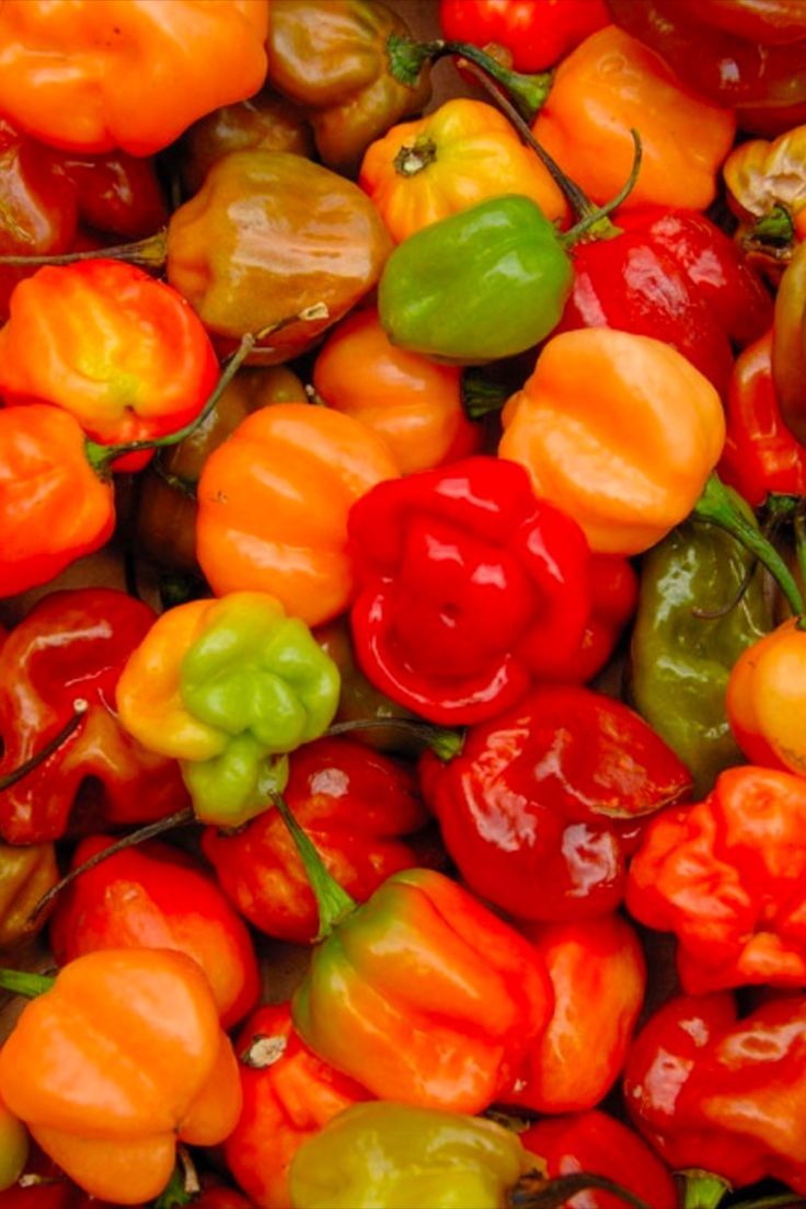 Scotch Bonnet Chilies