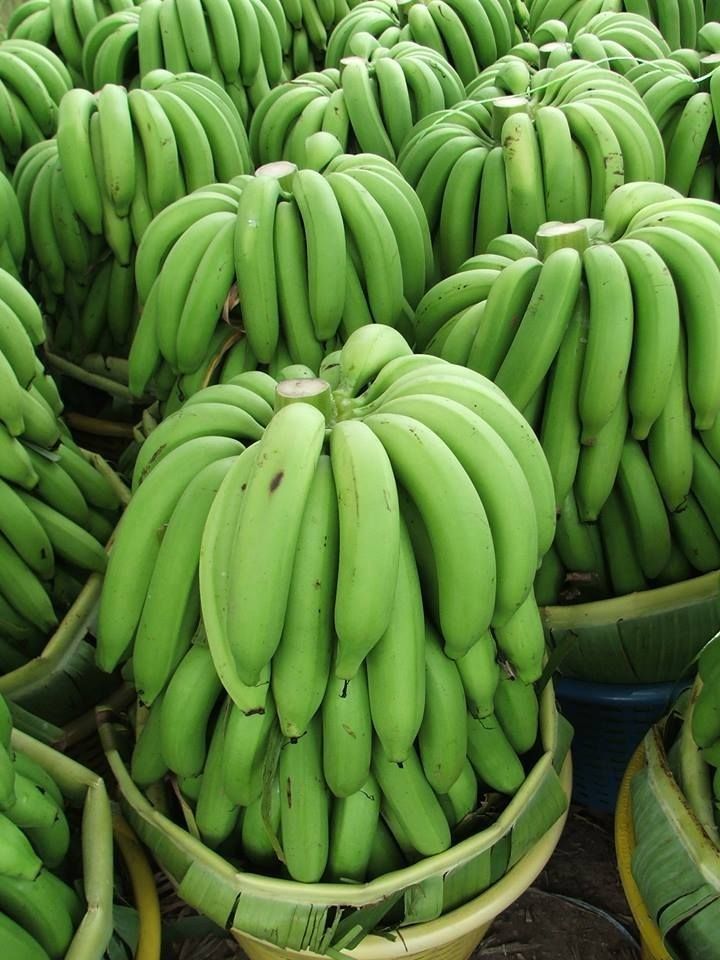 Plantain Bananas